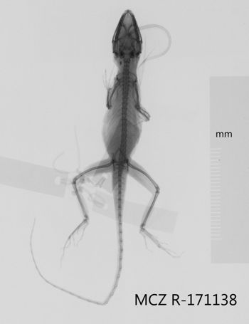 Media type: image;   Herpetology R-171138 Aspect: dorsoventral x-ray